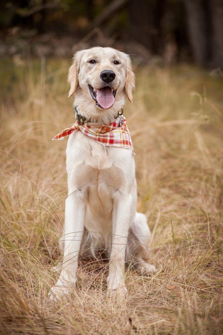 Roxy, a Golden Retriever tested with EmbarkVet.com