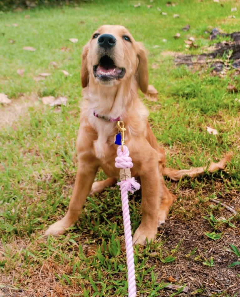 Emmie, a Golden Retriever tested with EmbarkVet.com