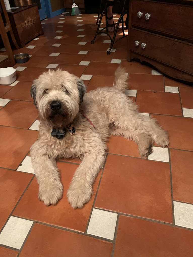 Wheaton, a Soft Coated Wheaten Terrier tested with EmbarkVet.com