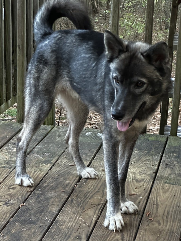 Adonis a dog tested with EmbarkVet.com