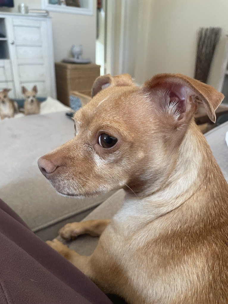 Lily, a Chihuahua and Rat Terrier mix tested with EmbarkVet.com