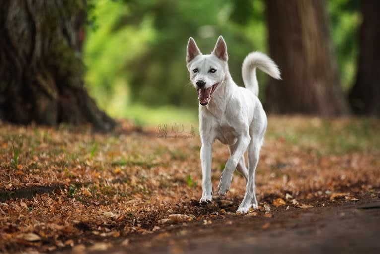 Suri, a Canaan Dog tested with EmbarkVet.com