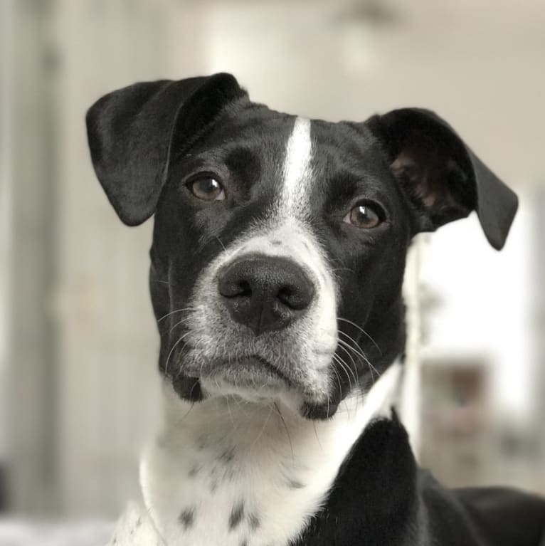 Petey, a Staffordshire Terrier and Beagle mix tested with EmbarkVet.com