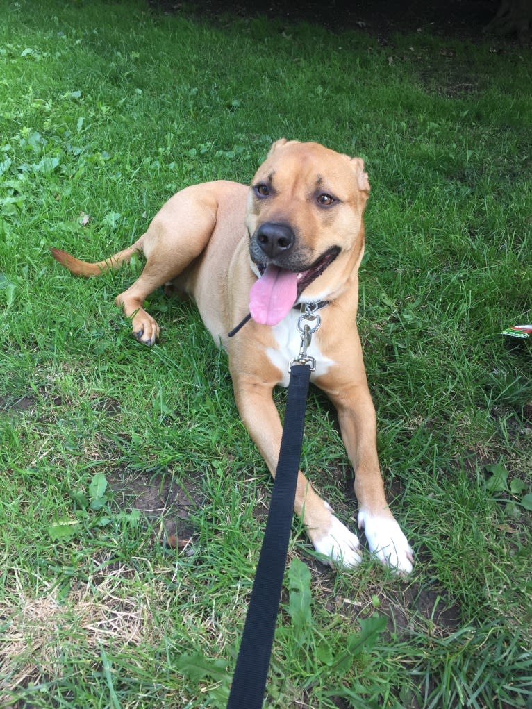 Ferb, an American Pit Bull Terrier and German Shepherd Dog mix tested with EmbarkVet.com