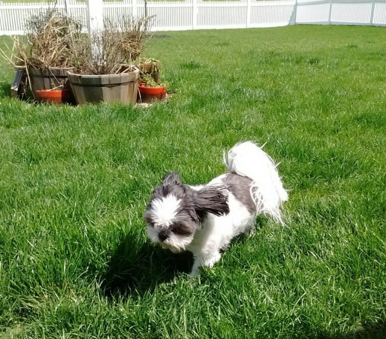 Harvey, a Shih Tzu tested with EmbarkVet.com