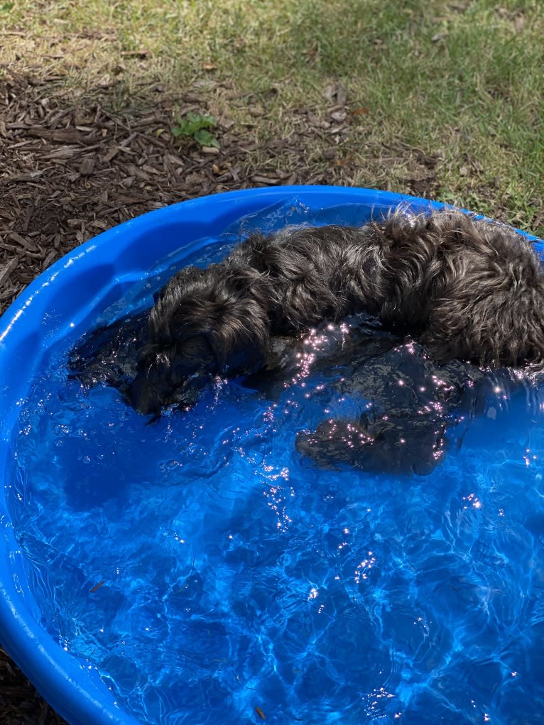 Peppermint, a Sheepadoodle tested with EmbarkVet.com