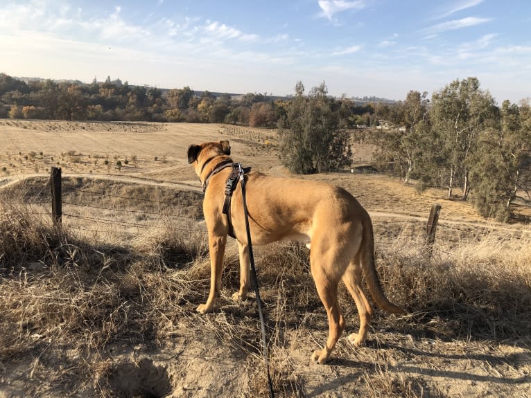 Tucker, a Boxer and American Pit Bull Terrier mix tested with EmbarkVet.com