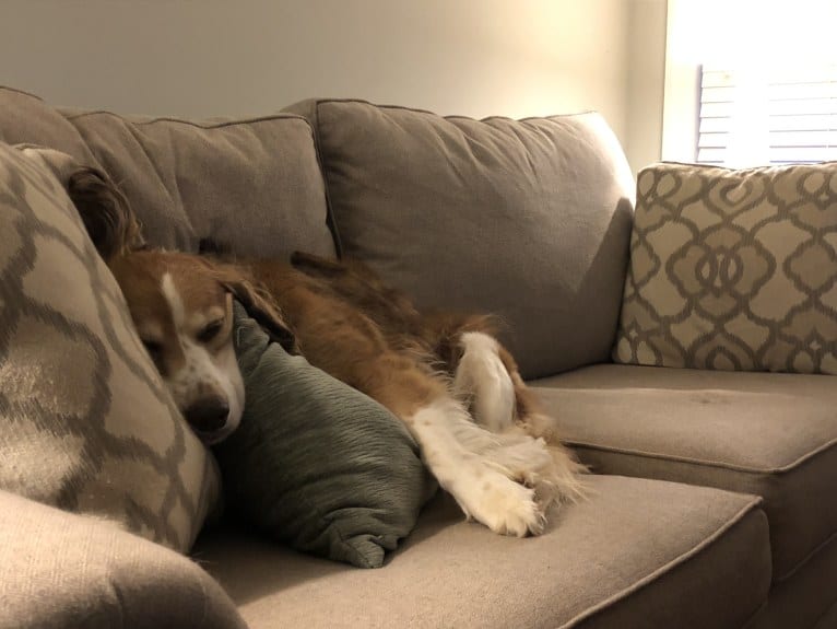 Luna, an English Springer Spaniel and Australian Shepherd mix tested with EmbarkVet.com