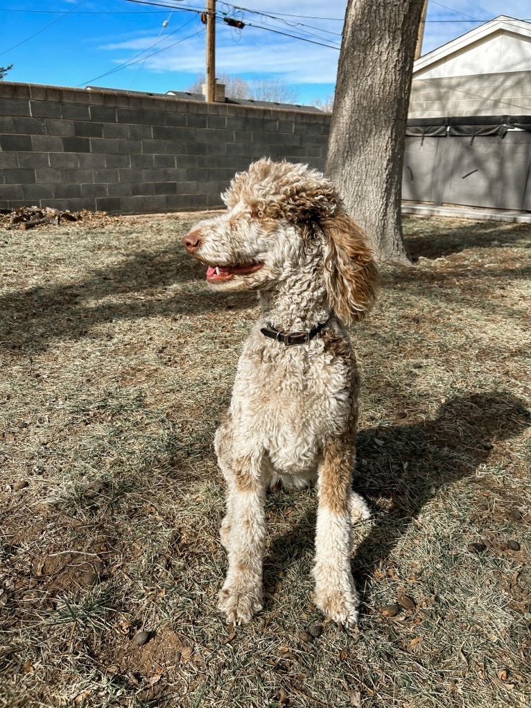 Dottie, a Sheepadoodle tested with EmbarkVet.com