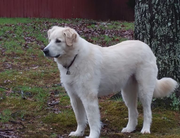Sabrina Huffine, a Great Pyrenees and Australian Shepherd mix tested with EmbarkVet.com