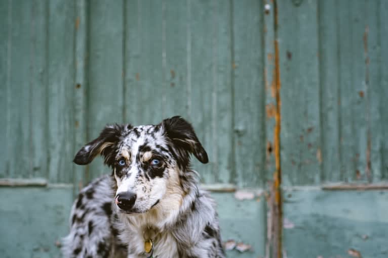 Willow, an Australian Shepherd and Miniature/MAS-type Australian Shepherd mix tested with EmbarkVet.com