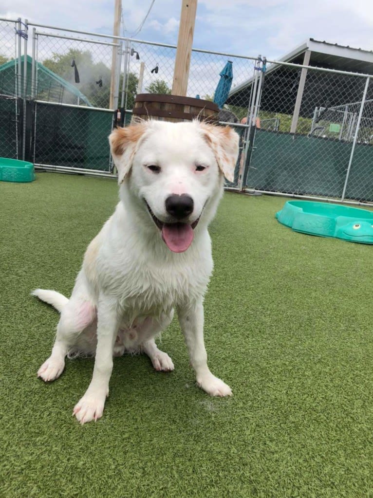 Thor, an American Pit Bull Terrier and Australian Shepherd mix tested with EmbarkVet.com