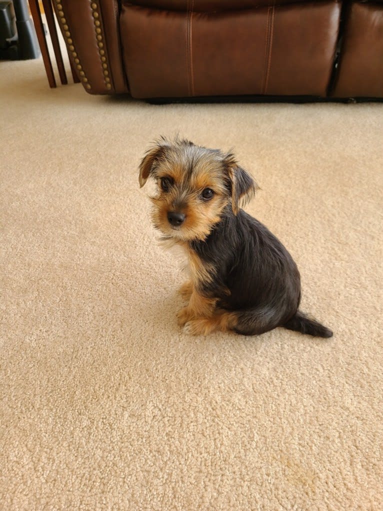 Missy, a Yorkshire Terrier tested with EmbarkVet.com