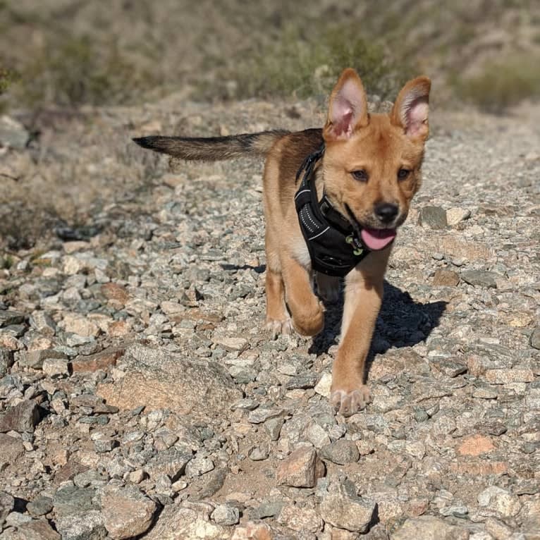 Nico, a Siberian Husky and Rottweiler mix tested with EmbarkVet.com