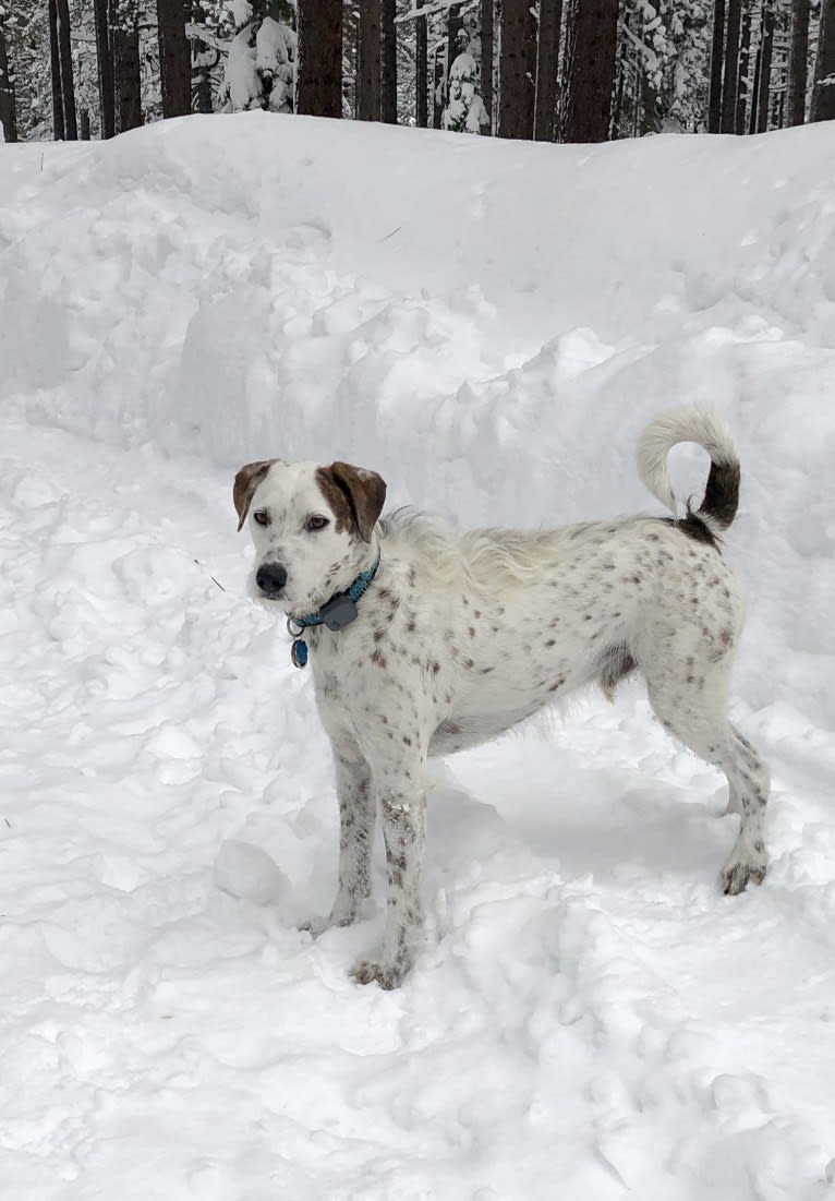 Sherlock, an Australian Cattle Dog and Poodle (Standard) mix tested with EmbarkVet.com