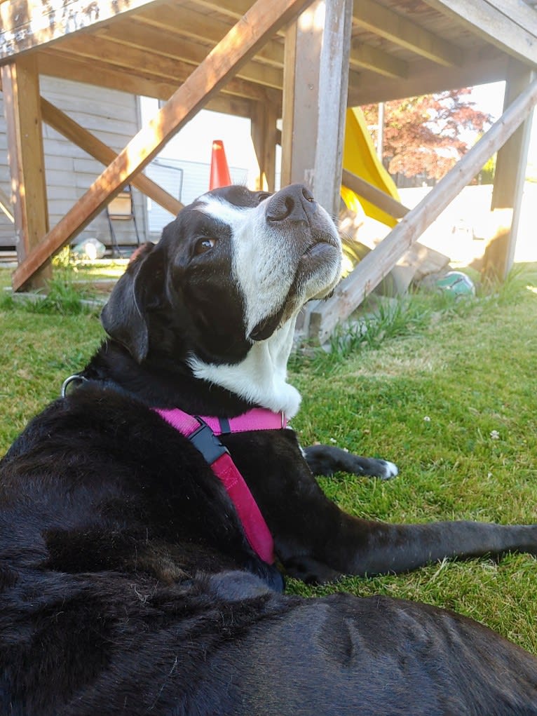 Kona, an American Bully and Bernese Mountain Dog mix tested with EmbarkVet.com