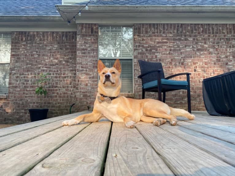 Kevin, an Akita and American Pit Bull Terrier mix tested with EmbarkVet.com