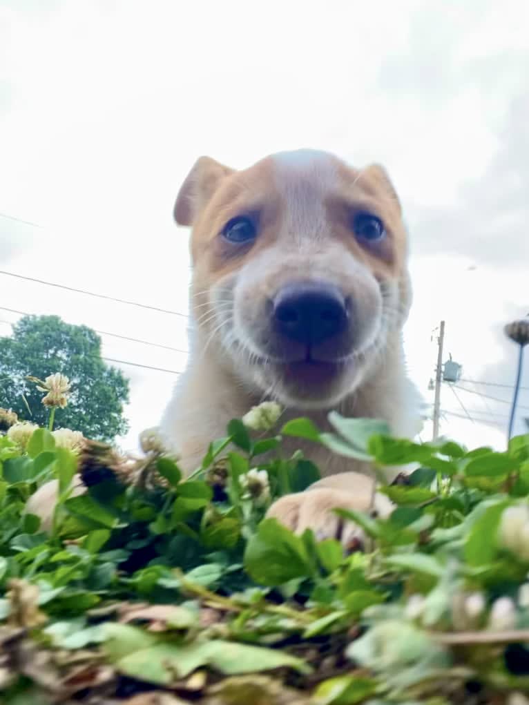 Lou, an Australian Cattle Dog and Australian Shepherd mix tested with EmbarkVet.com