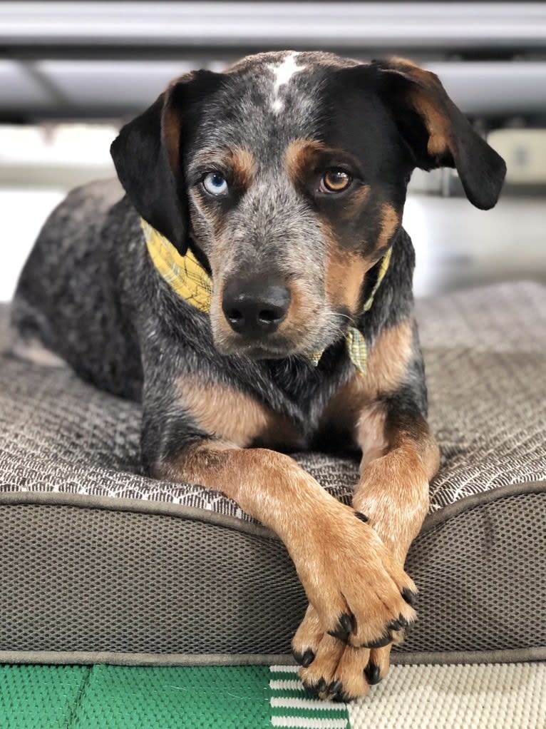 Levi, an Australian Cattle Dog and Bluetick Coonhound mix tested with EmbarkVet.com