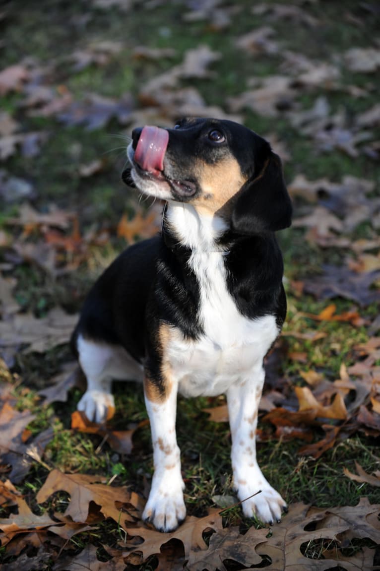 Annie, a Beagle and Australian Shepherd mix tested with EmbarkVet.com