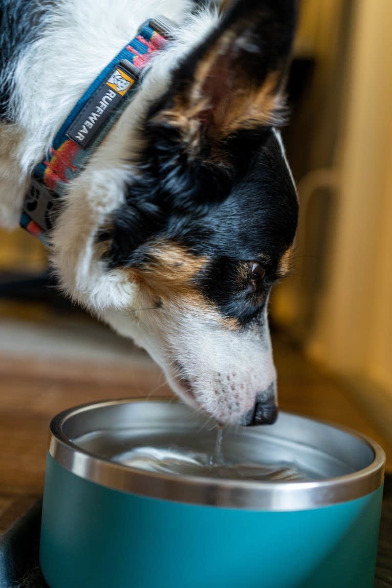 Summer, an Australian Shepherd and Border Collie mix tested with EmbarkVet.com