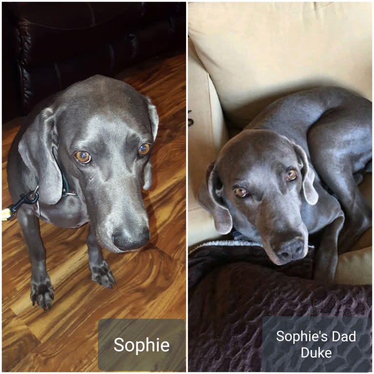 Sophie, a Weimaraner tested with EmbarkVet.com