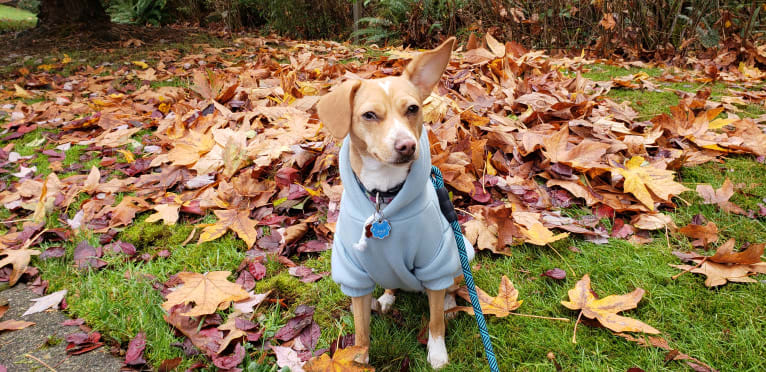 Marnie, a Chihuahua and Dachshund mix tested with EmbarkVet.com