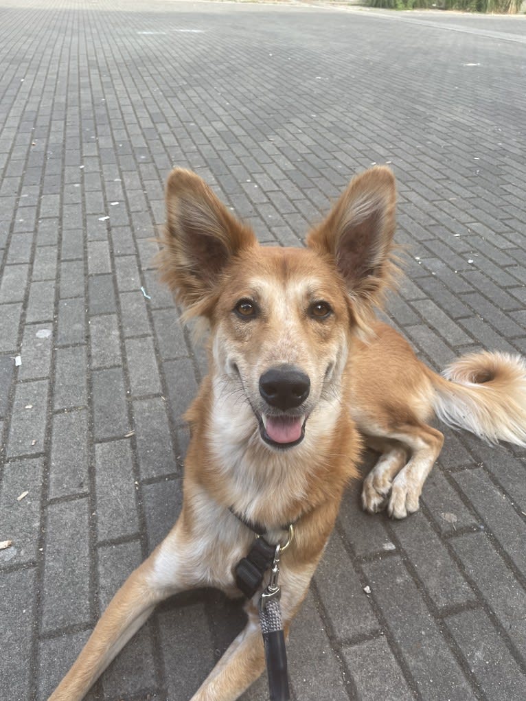 Cooper, a South Asian Village Dog tested with EmbarkVet.com