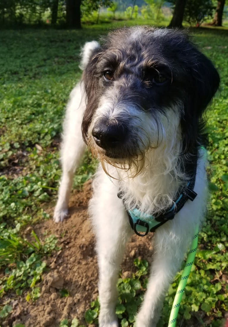 Raven, a German Shorthaired Pointer and Poodle (Standard) mix tested with EmbarkVet.com