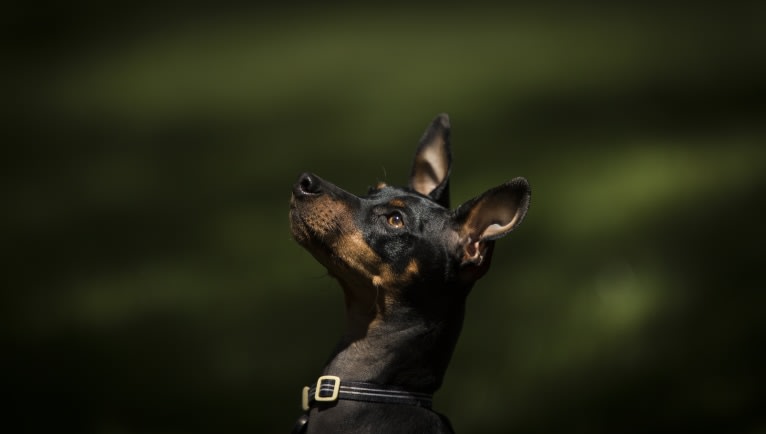 Biggie Smalls, a Miniature Pinscher tested with EmbarkVet.com