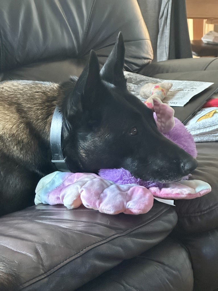 Bran, a Belgian Shepherd tested with EmbarkVet.com