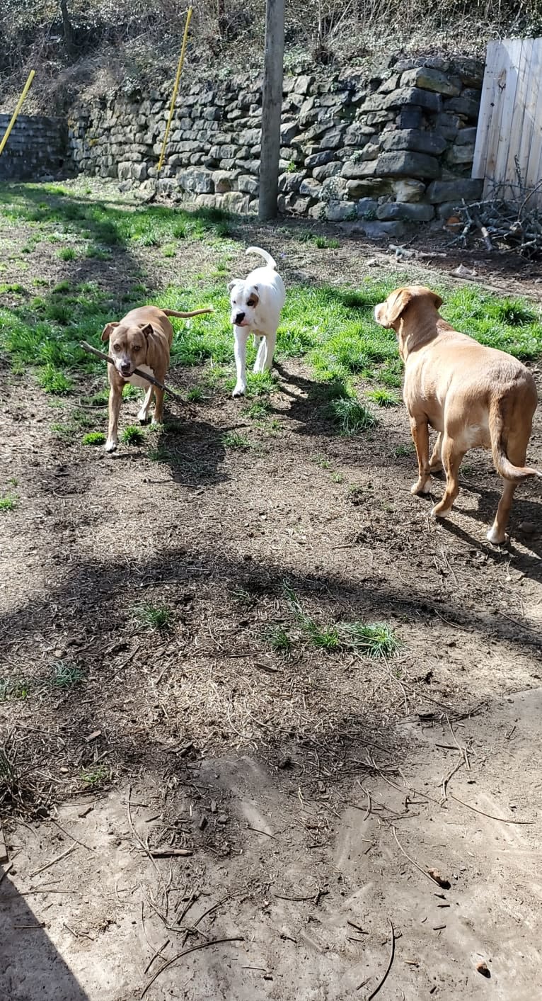 Buttercup, an American Pit Bull Terrier and Labrador Retriever mix tested with EmbarkVet.com