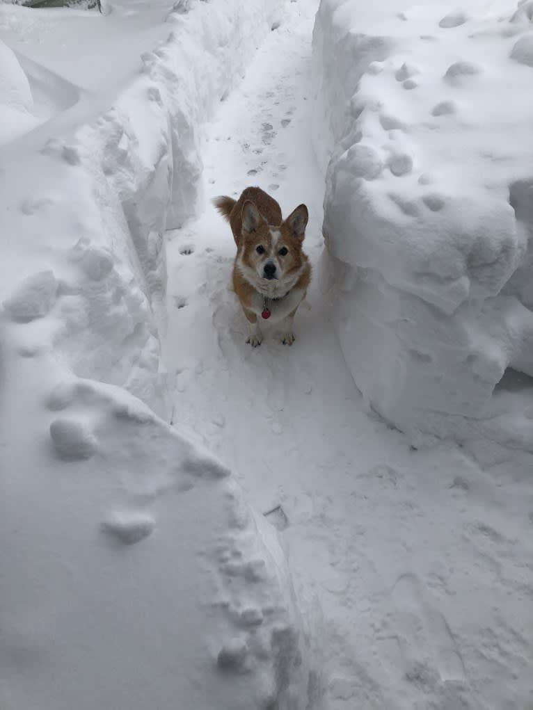 Wizard, a Pembroke Welsh Corgi and Border Collie mix tested with EmbarkVet.com