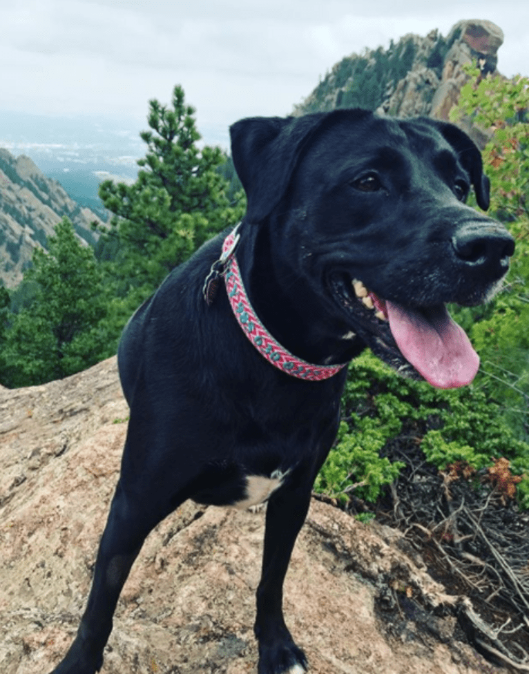 Lucy, a Labrador Retriever and Mountain Cur mix tested with EmbarkVet.com