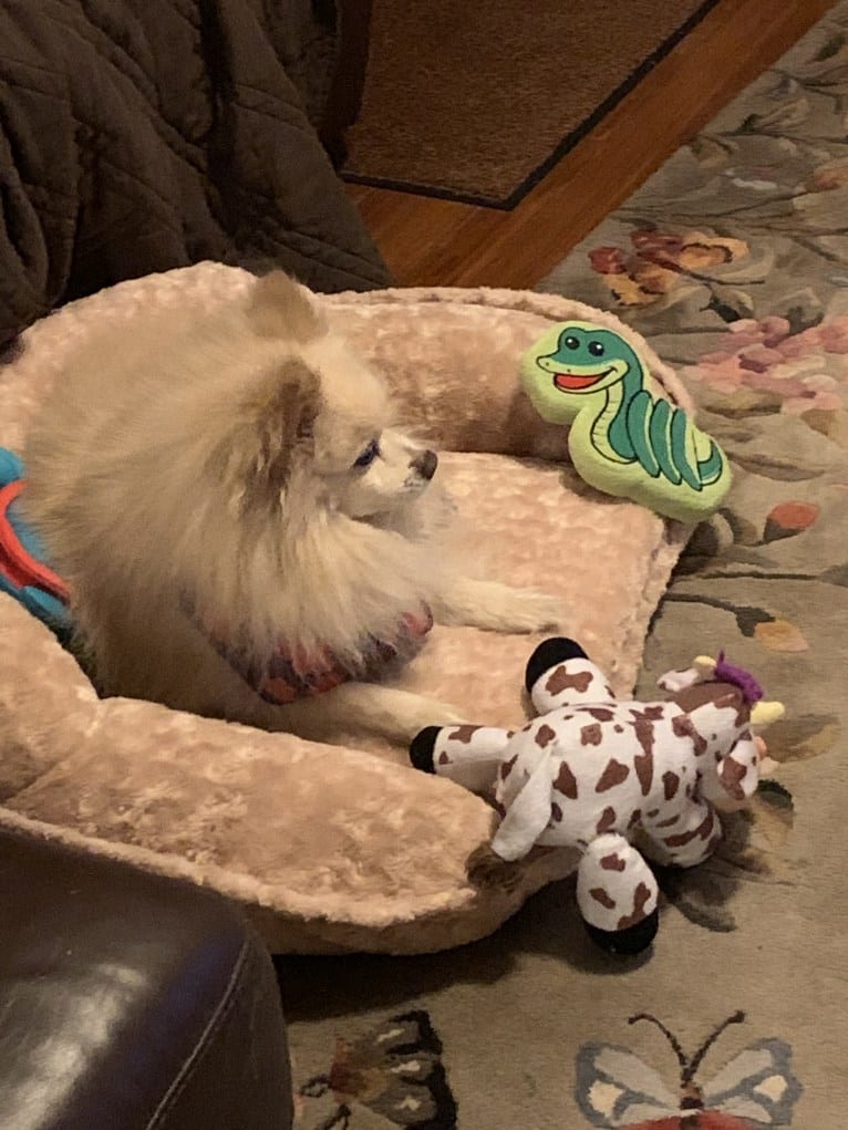 Rockwell, a Pomeranian and Australian Shepherd mix tested with EmbarkVet.com