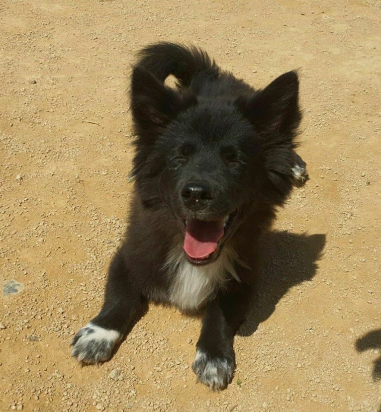 Yogi, a Japanese or Korean Village Dog tested with EmbarkVet.com