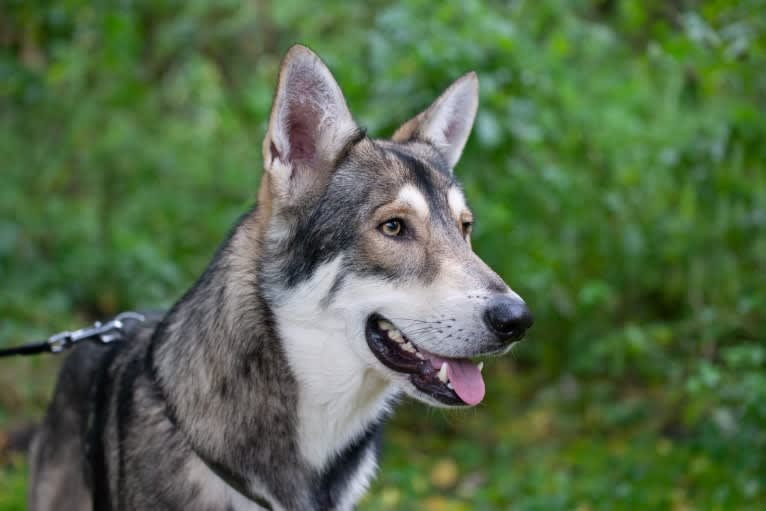 Kasper (Mountain Dew Phillip), a Saarloos Wolfdog tested with EmbarkVet.com