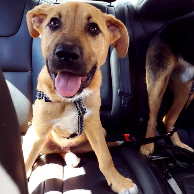 Lou, a Great Pyrenees and American Pit Bull Terrier mix tested with EmbarkVet.com