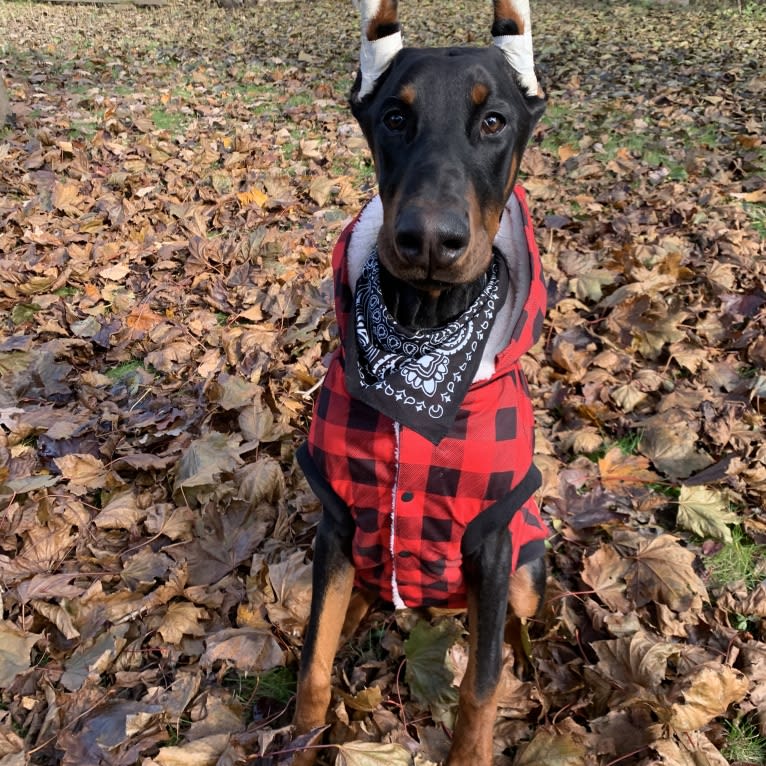 South Paw’s Nhaga, a Doberman Pinscher tested with EmbarkVet.com