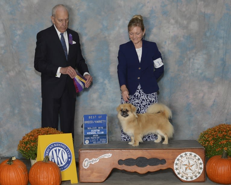 Oak's E-Z Ryder at Sabari - Ryder, a Tibetan Spaniel tested with EmbarkVet.com