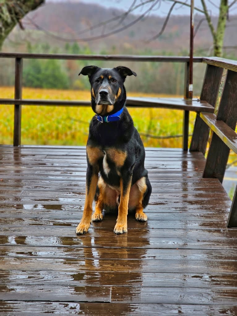 Loki • Sylvalo's Mischief Managed, a German Shepherd Dog and Rottweiler mix tested with EmbarkVet.com