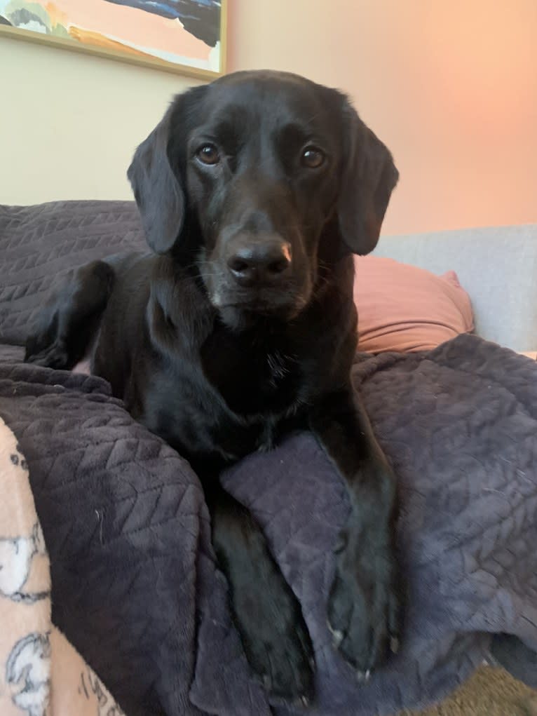 Hampton, an English Cocker Spaniel (Working Type) and Labrador Retriever mix tested with EmbarkVet.com