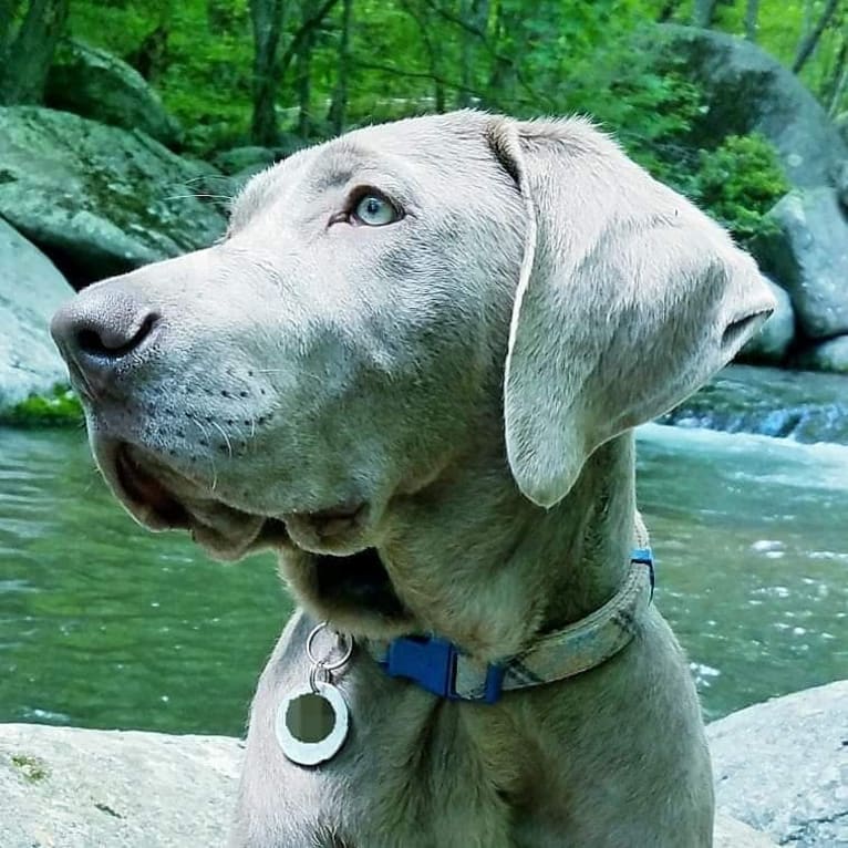 Oban, a Labrador Retriever tested with EmbarkVet.com