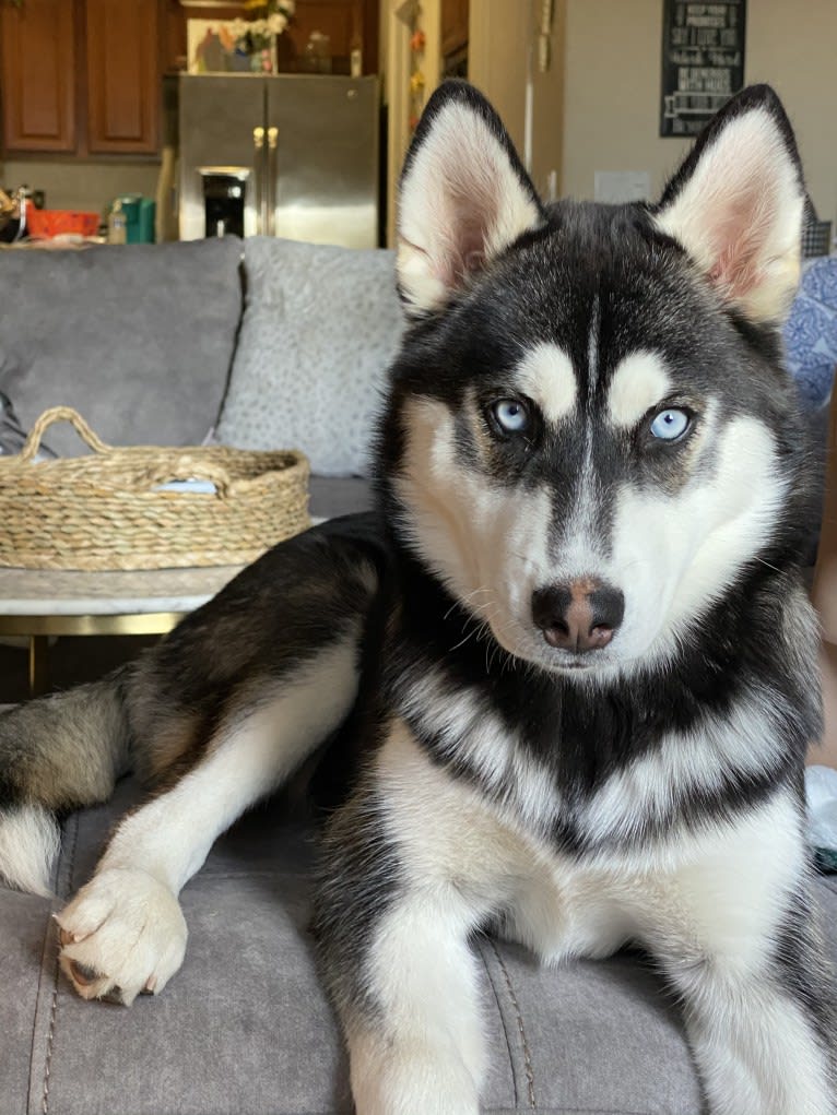 Shasta, a Siberian Husky tested with EmbarkVet.com