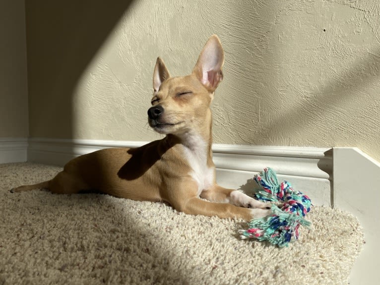 Oliver, a Chihuahua and Poodle (Small) mix tested with EmbarkVet.com