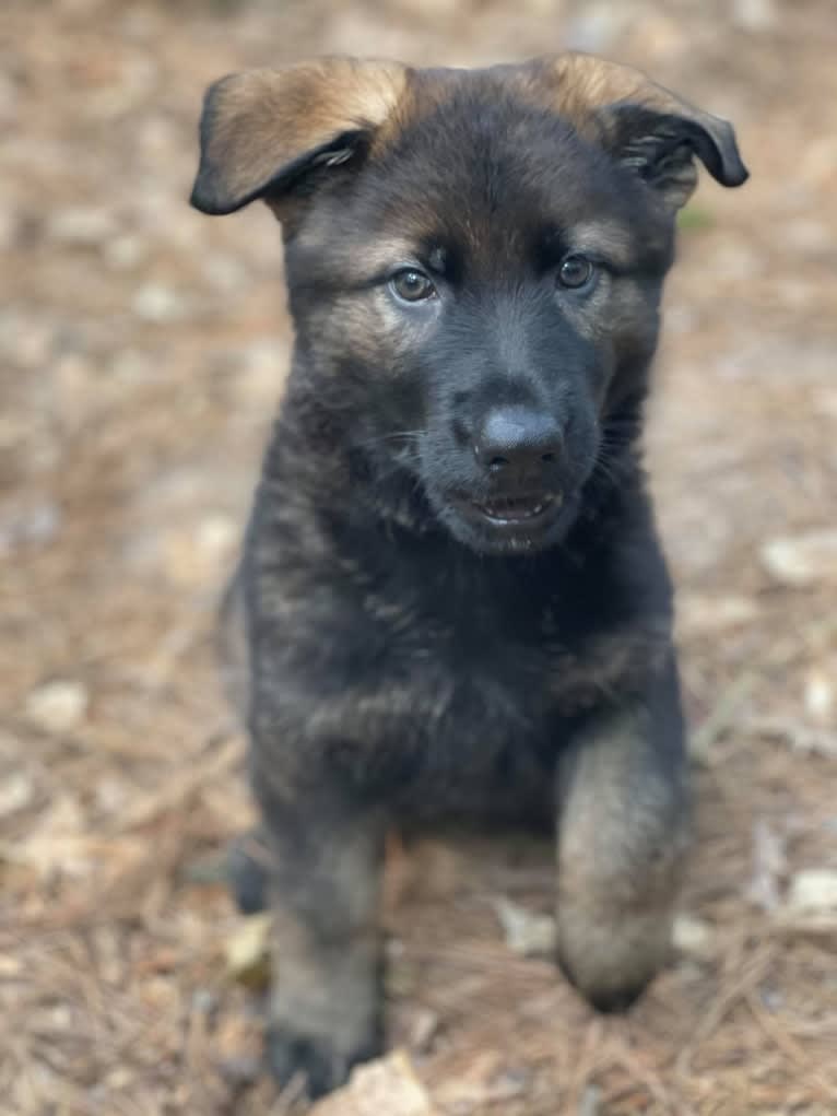 Runa, a German Shepherd Dog tested with EmbarkVet.com