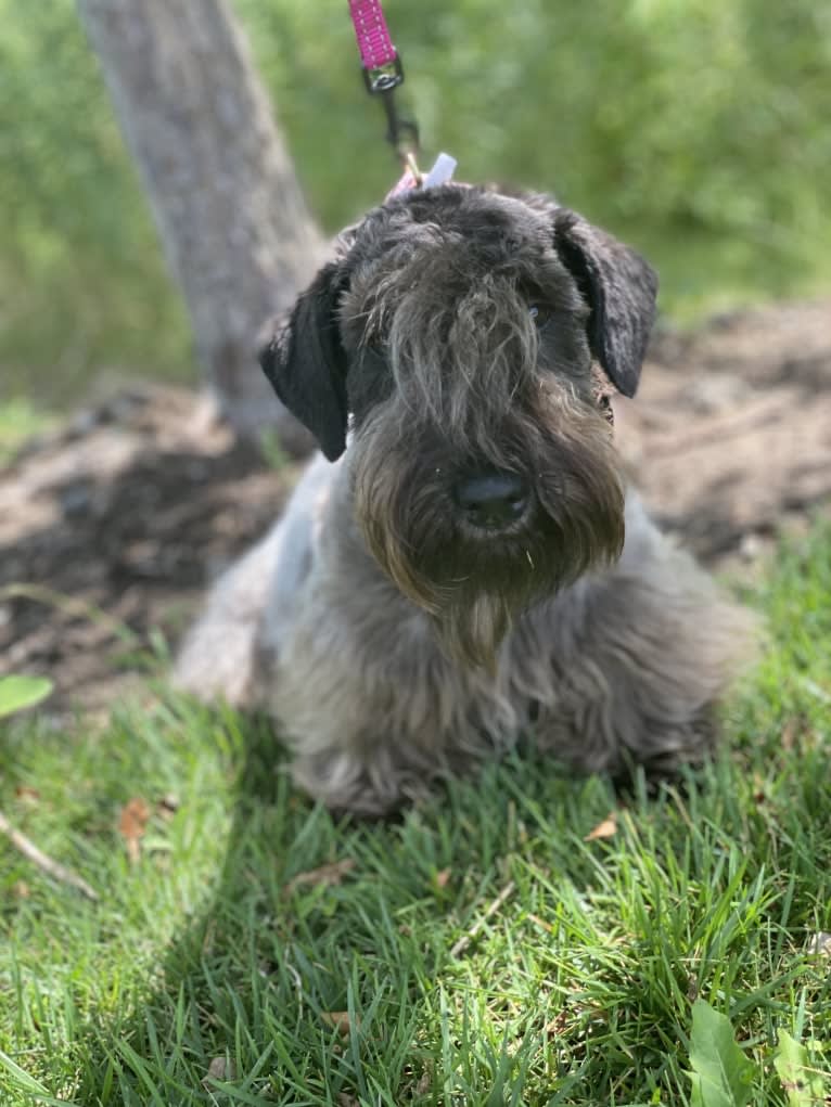Ophelia, a Cesky Terrier tested with EmbarkVet.com