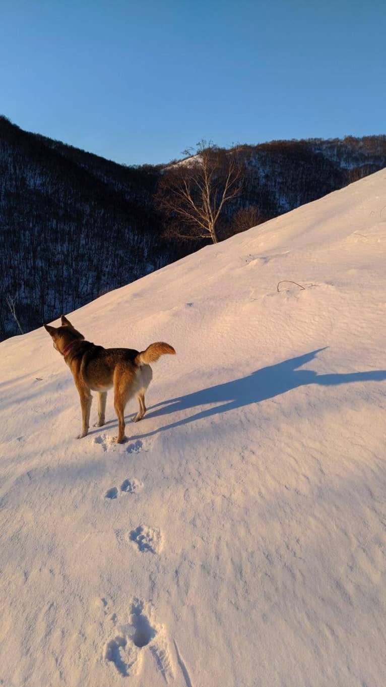 X-ray, a Central Asian Village Dog tested with EmbarkVet.com