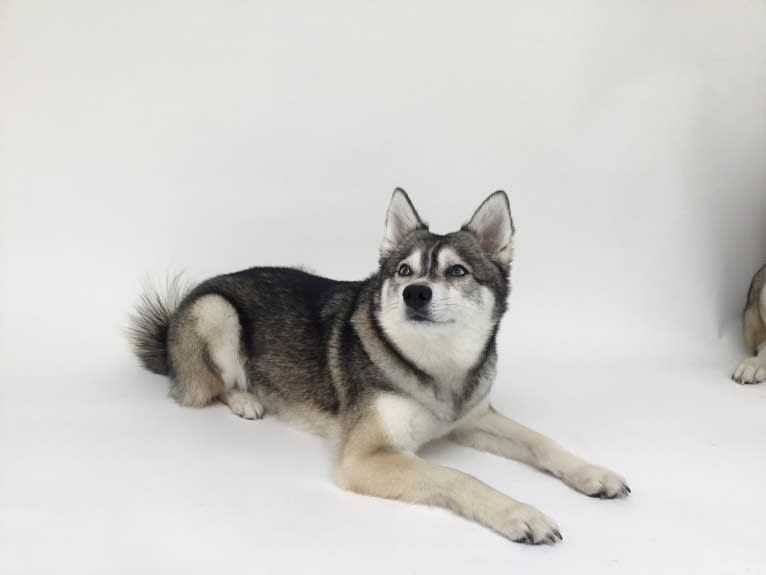 Clint, an Alaskan Klee Kai tested with EmbarkVet.com