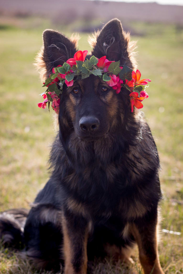 Xenavi, a German Shepherd Dog tested with EmbarkVet.com